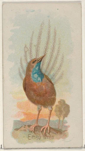 Emeu Wren, from the Song Birds of the World series (N23) for Allen & Ginter Cigarettes