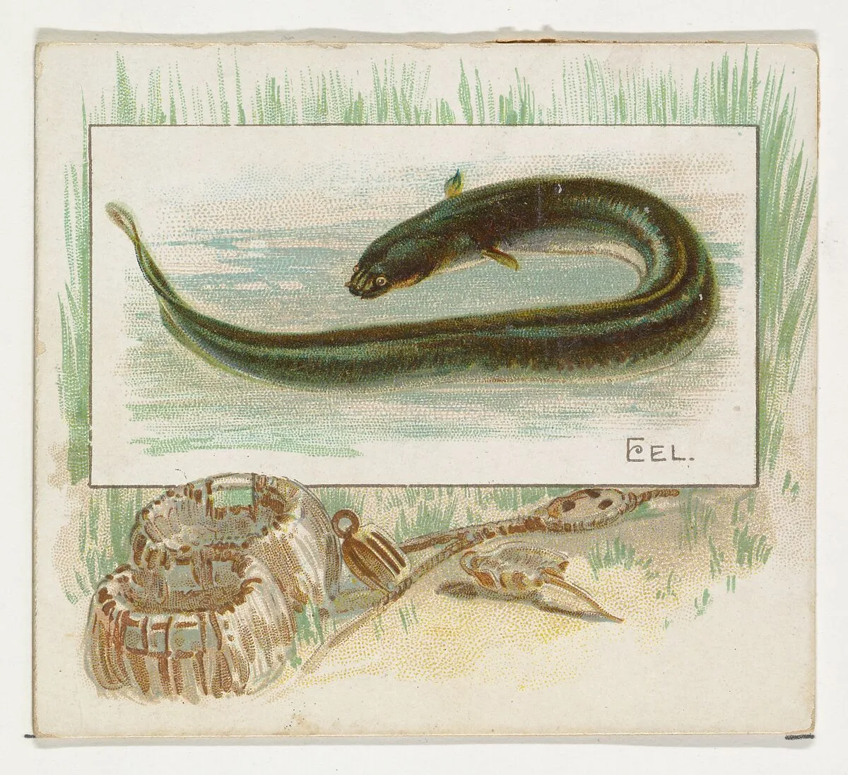 Eel, from Fish from American Waters series (N39) for Allen & Ginter Cigarettes — Allen & Ginter|Lindner, Eddy & Claus