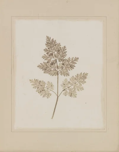 Leaf of a Plant