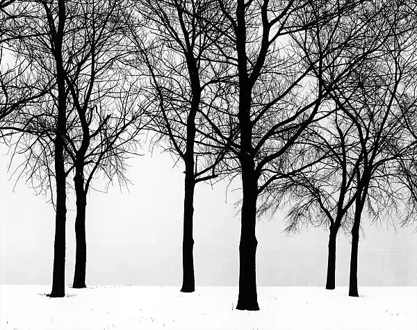 Chicago — Harry Callahan