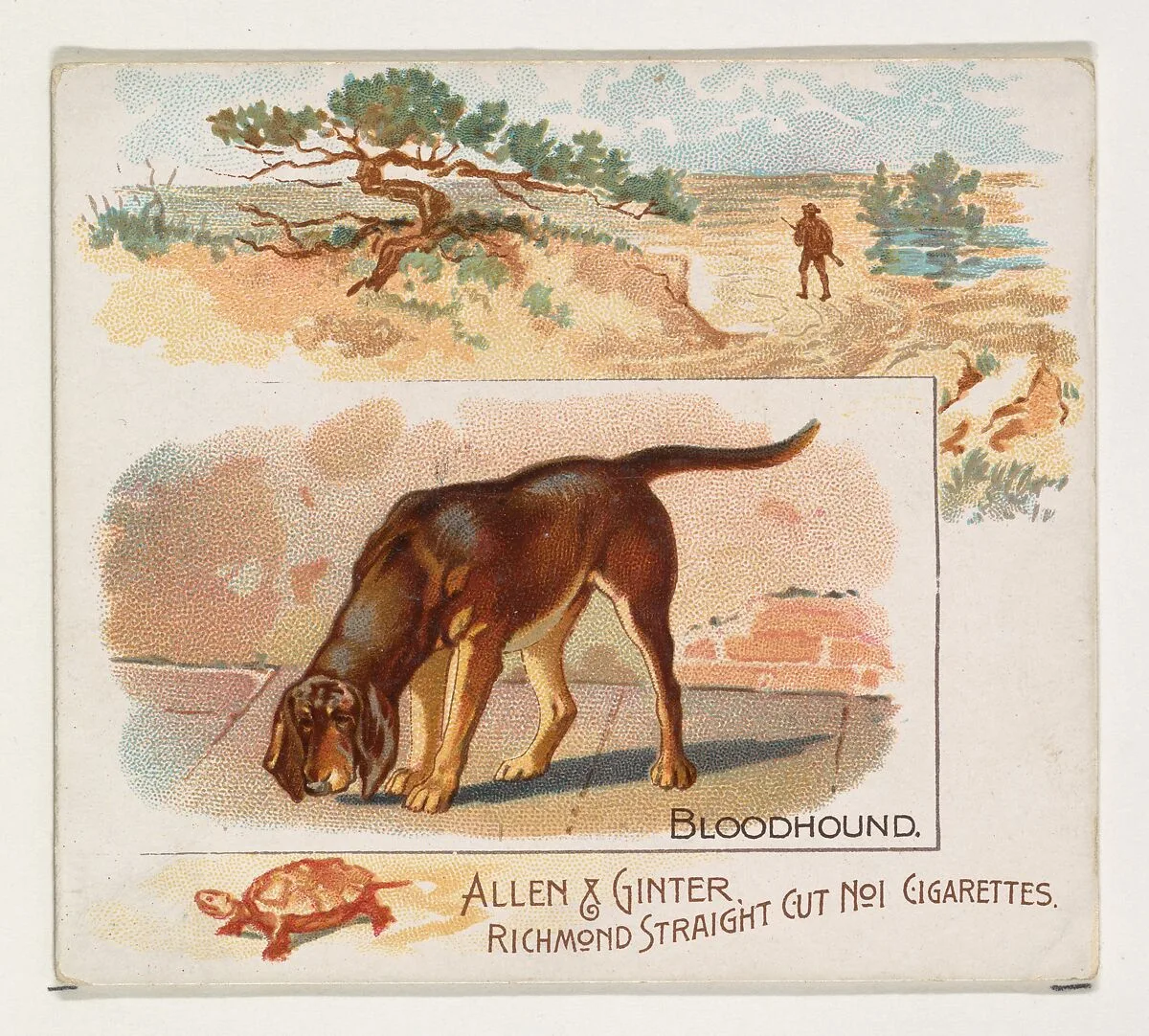 Bloodhound, from Quadrupeds series (N41) for Allen & Ginter Cigarettes — Allen & Ginter|Lindner, Eddy & Claus