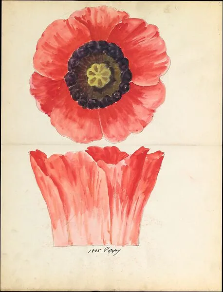 Design drawing of of poppy blossom of floral capital from loggia, Laurelton Hall — Lenox, Incorporated