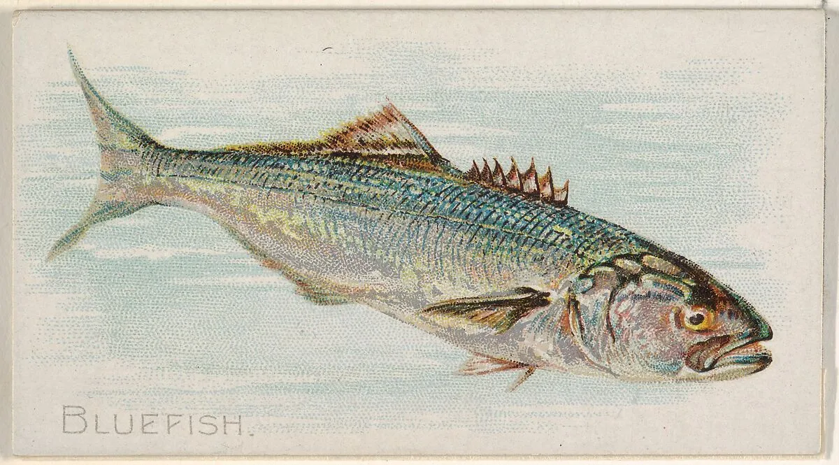 Bluefish, from the Fish from American Waters series (N8) for Allen & Ginter Cigarettes Brands — Allen & Ginter|Lindner, Eddy & Claus