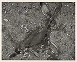 Jack Rabbit — Frederick Sommer