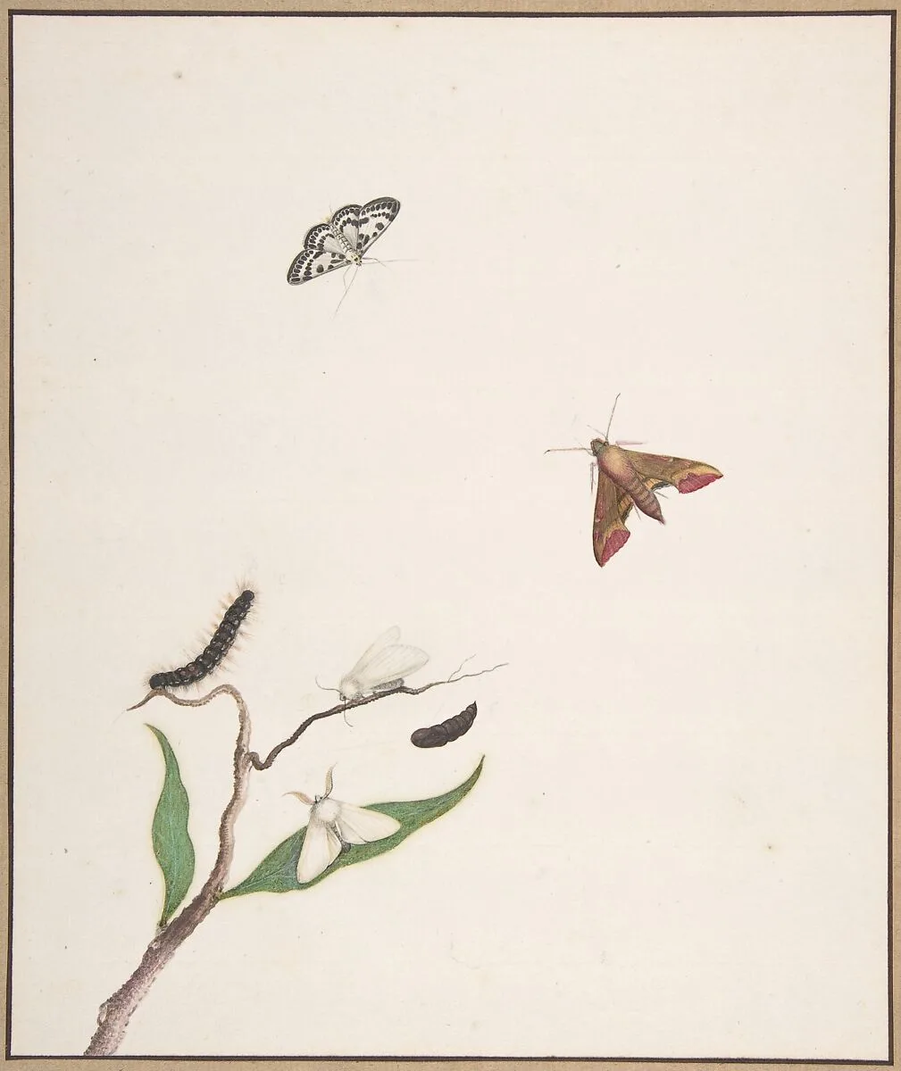 A Caterpillar and Two Moths on a Branch and Two Butterflies — Nicolaas Struyk