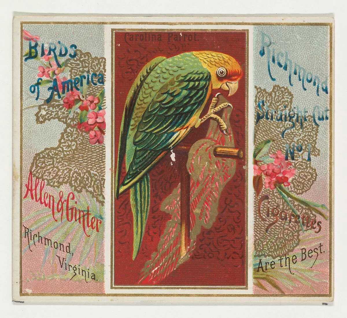 Carolina Parrot, from the Birds of America series (N37) for Allen & Ginter Cigarettes — Allen & Ginter
