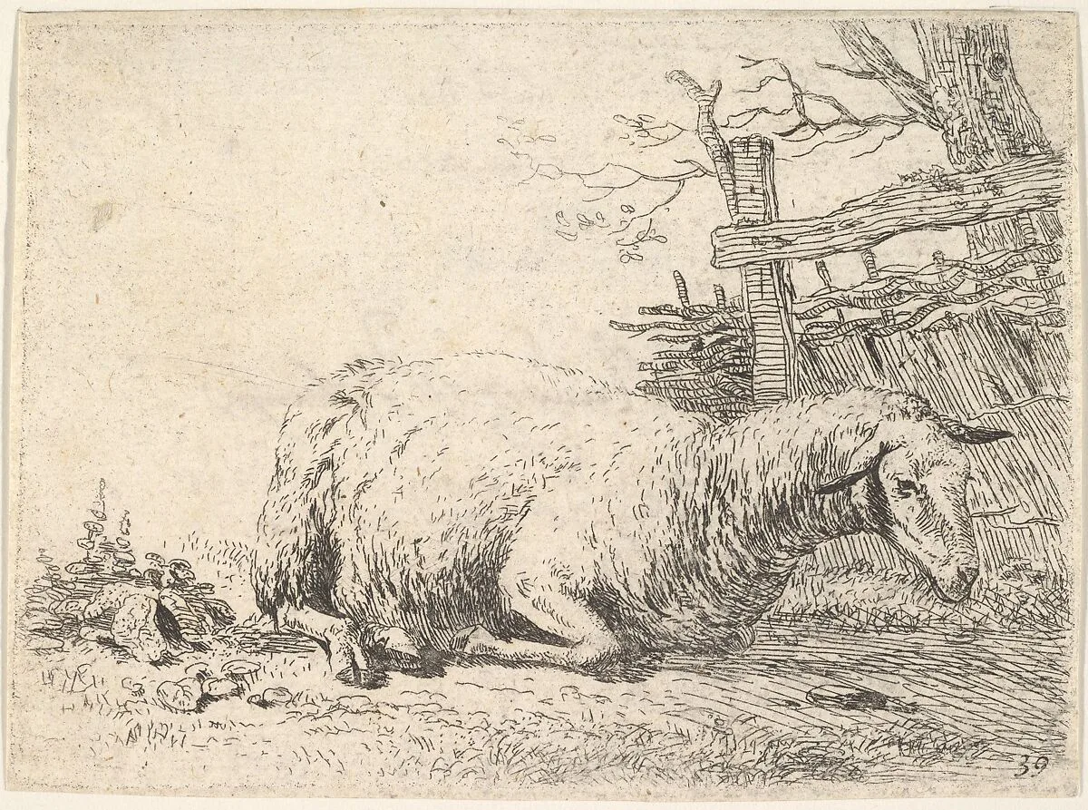 A sheep lying with its legs folded underneath its body next to a wooden fence, the sheep in profile view — Karel Dujardin