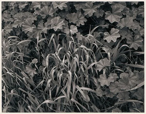 Grass, Laguna Niguel, California