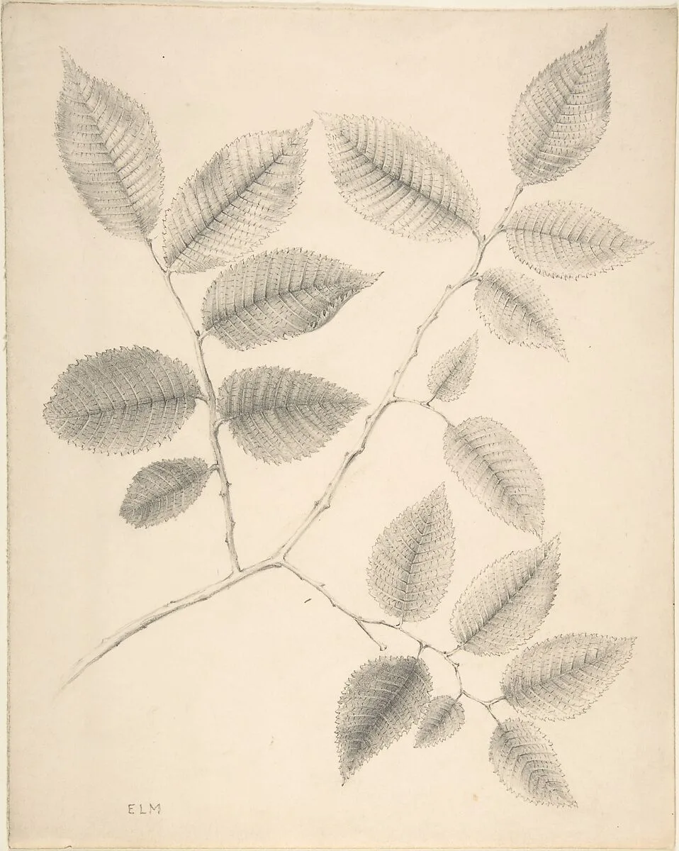 Elm Leaves — Anonymous, British, 19th century