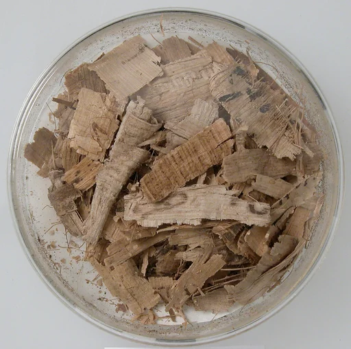 Papyri Fragments