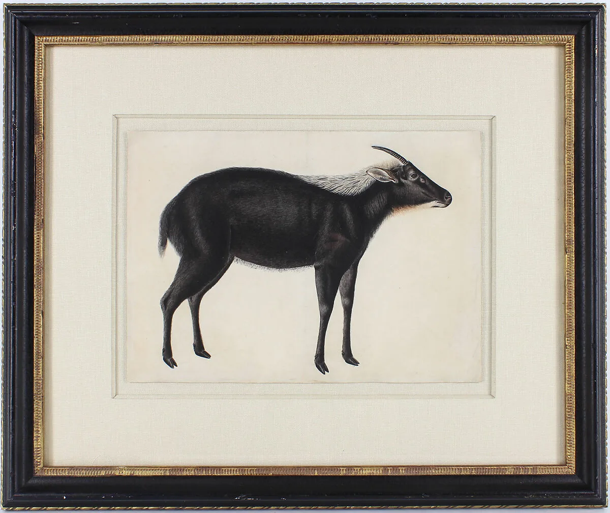 A Chinese Serow (Capricornis milneedwardsi argyrochaetes) — Unknown