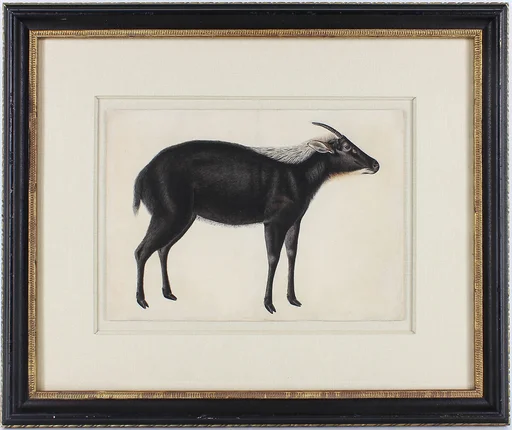 A Chinese Serow (Capricornis milneedwardsi argyrochaetes)