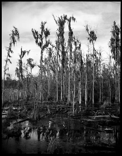 [Cypresses in Swamp, Florida]