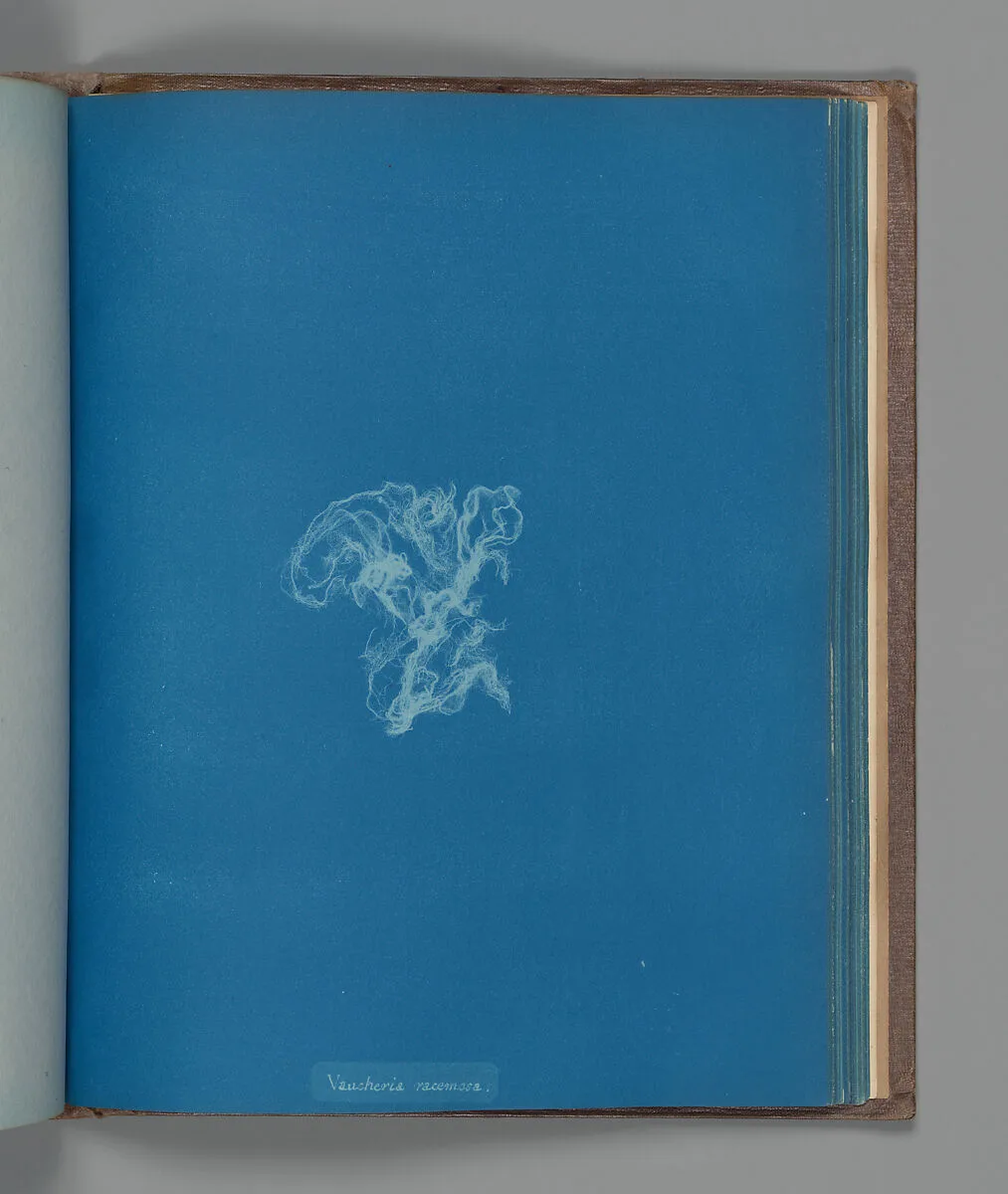 Vaucheria racemosa — Anna Atkins