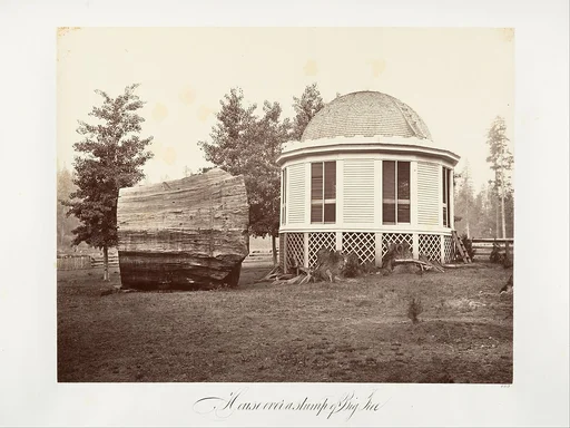 The House over a Stump of a Big Tree