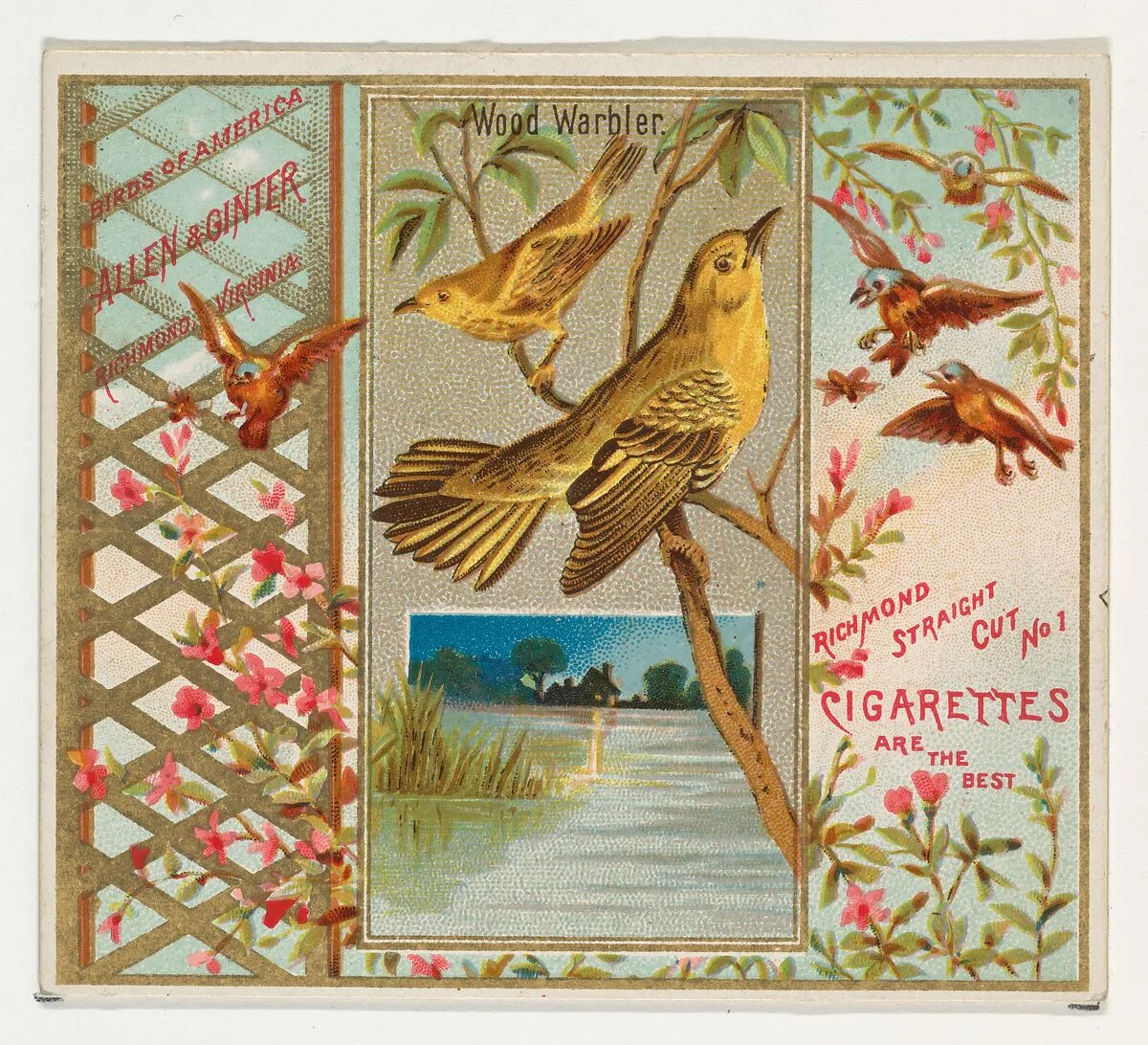 Wood Warbler, from the Birds of America series (N37) for Allen & Ginter Cigarettes — Allen & Ginter