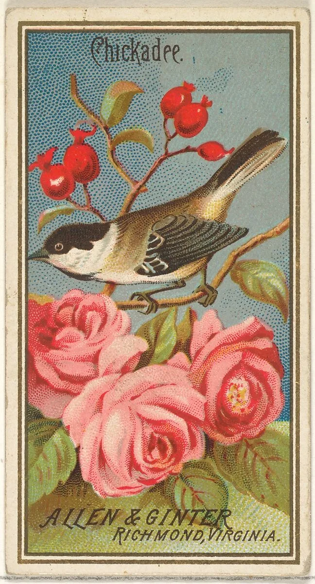 Chickadee, from the Birds of America series (N4) for Allen & Ginter Cigarettes Brands — Allen & Ginter