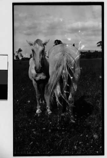 [Two Horses, Probably Canada]