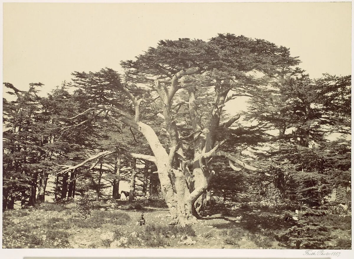 The Largest of the Cedars, Mount Lebannon — Francis Frith