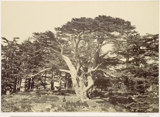 The Largest of the Cedars, Mount Lebannon