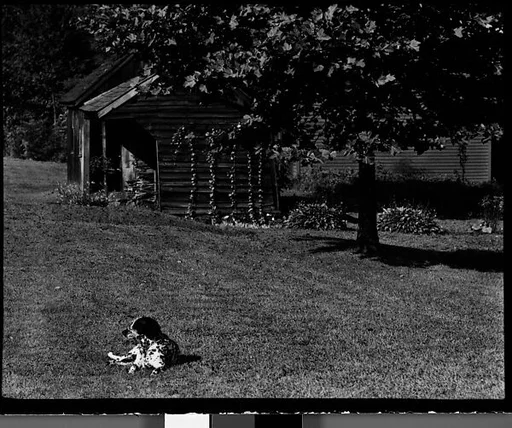 [Dog in Front of Wooden Building on Grounds of Estate of Suzette Morton Hamill, Lake Forest, Illinois]