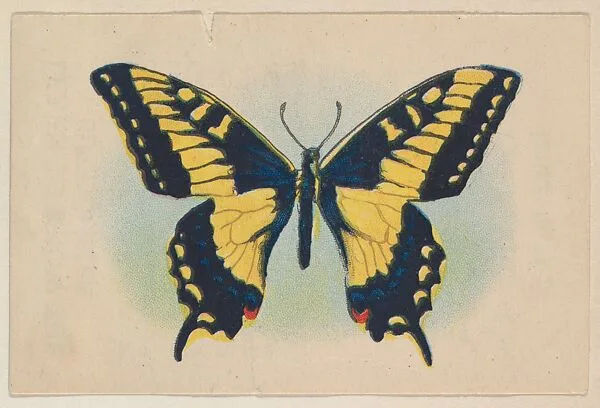 Yellow and black butterfly, insert card from the Butterflies series (D20), issued by the Weber Baking Company — Weber Baking Company