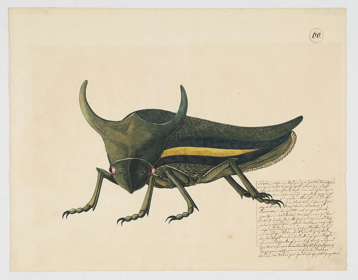 Fanciful depiction of a cicada — Anonymous, German, 19th century