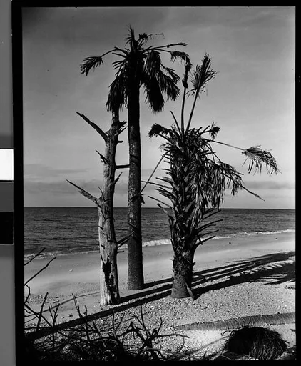 [Three Palm Trees on Beach, Florida]