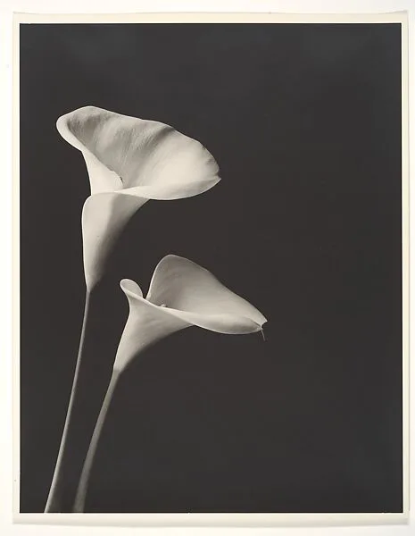 Untitled — Shedrich Williames