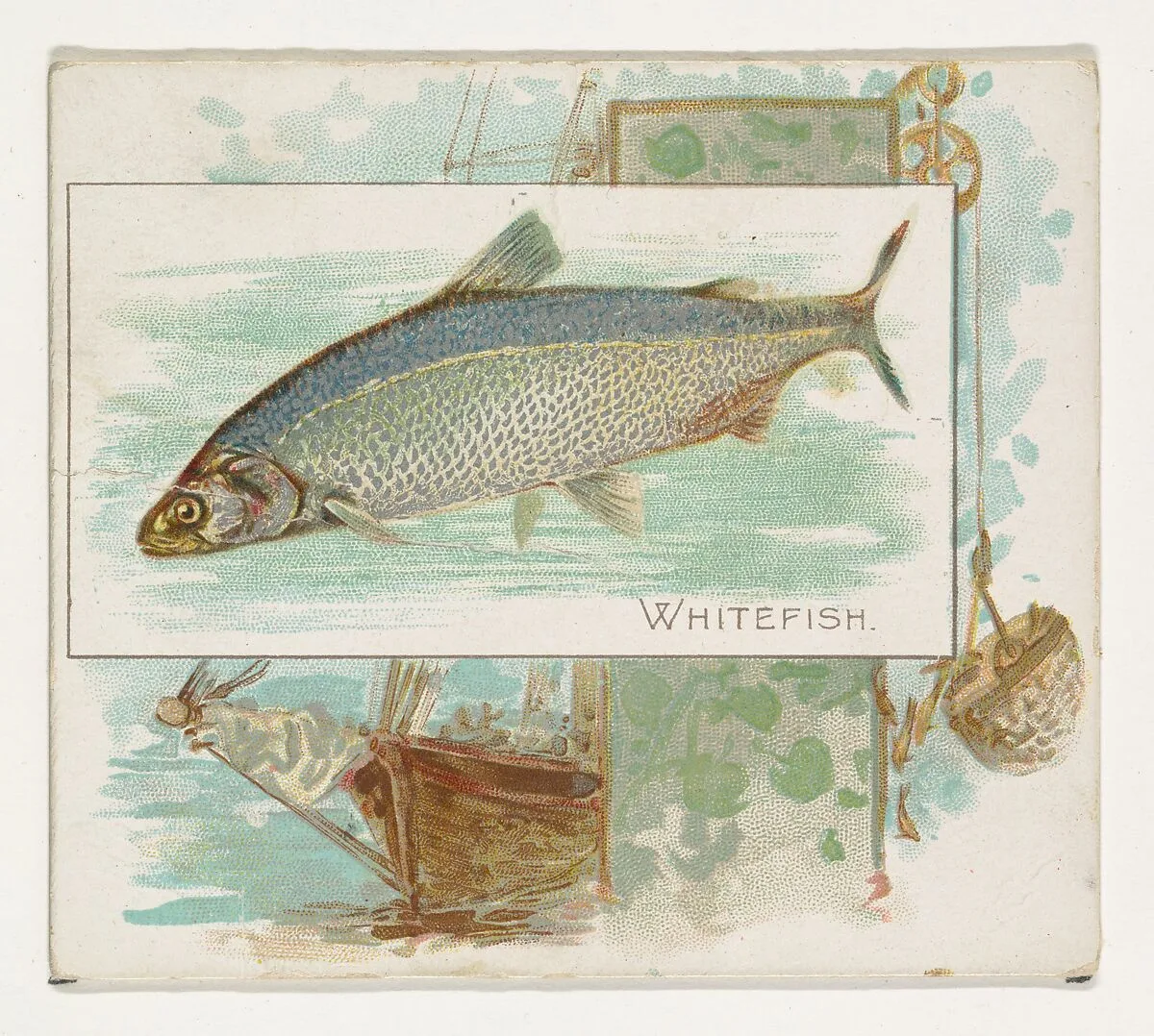 Whitefish, from Fish from American Waters series (N39) for Allen & Ginter Cigarettes — Lindner, Eddy & Claus|Allen & Ginter