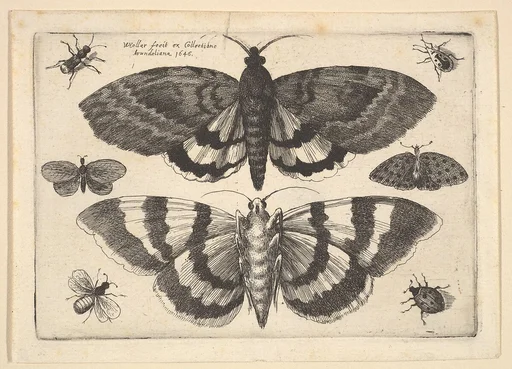 Two moths and six Insects