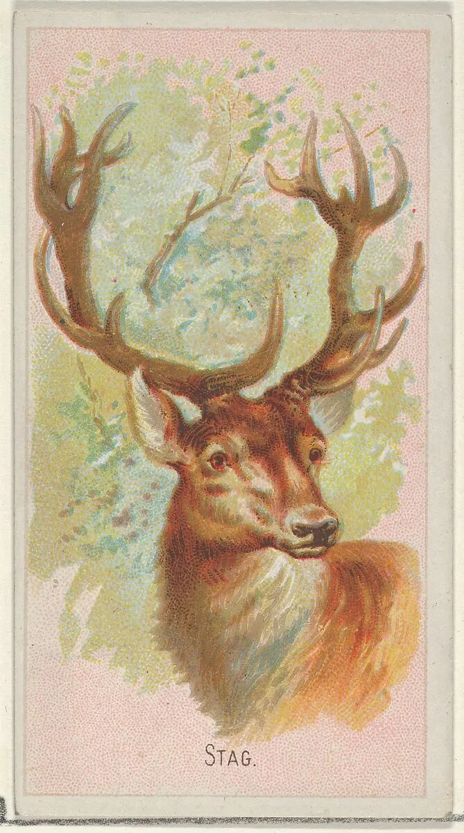 Stag, from the Wild Animals of the World series (N25) for Allen & Ginter Cigarettes — Allen & Ginter|George S. Harris & Sons