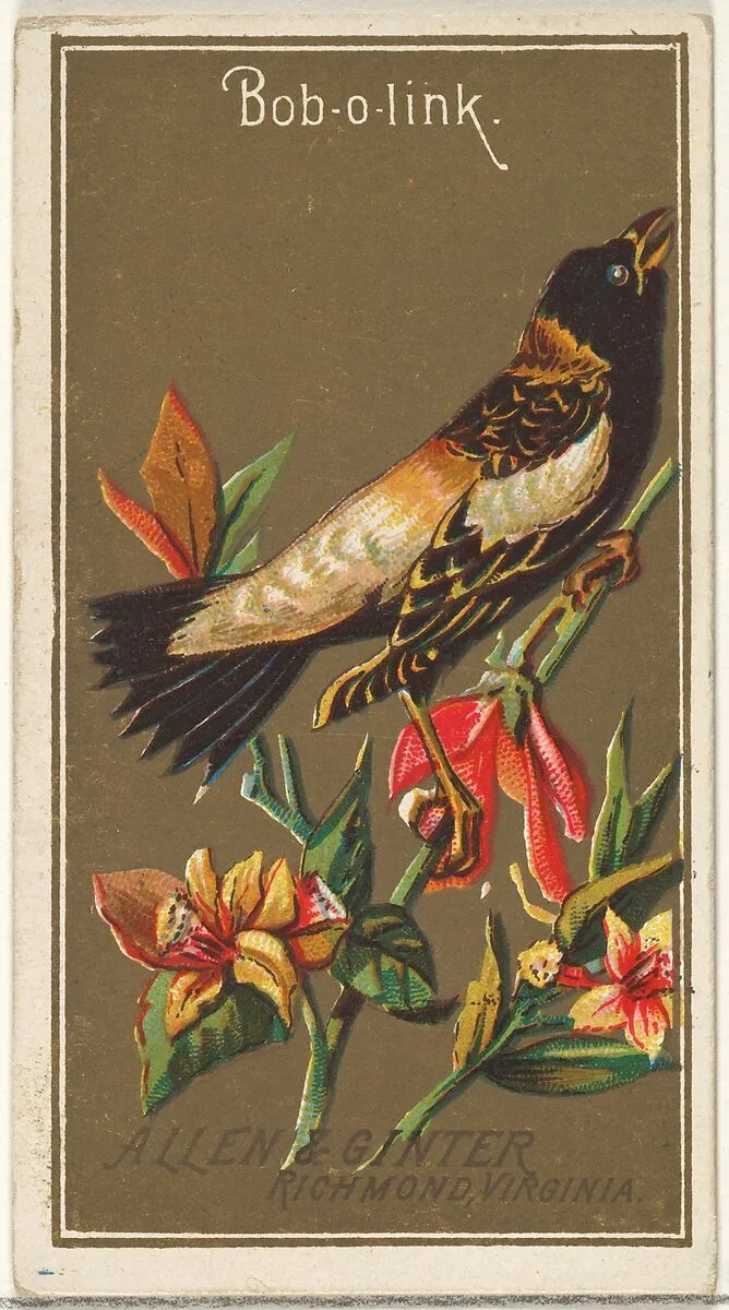 Bob-o-link, from the Birds of America series (N4) for Allen & Ginter Cigarettes Brands — Allen & Ginter