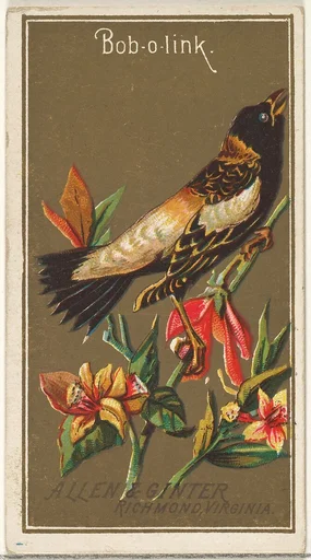 Bob-o-link, from the Birds of America series (N4) for Allen & Ginter Cigarettes Brands