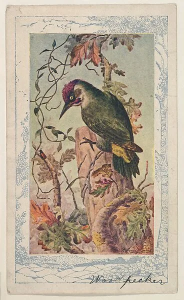 Woodpecker, collector card from the Bird Pictures series (D18), issued by the Schulze Baking Company to promote their product, Butter-Krust Bread — Schulze Baking Company