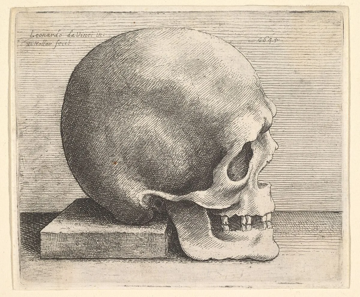 Skull in profile to right — Leonardo da Vinci|Wenceslaus Hollar
