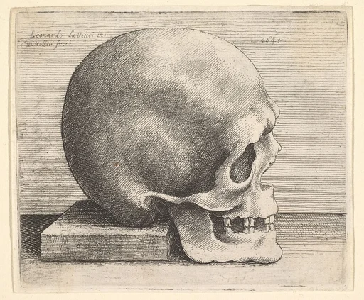 Skull in profile to right