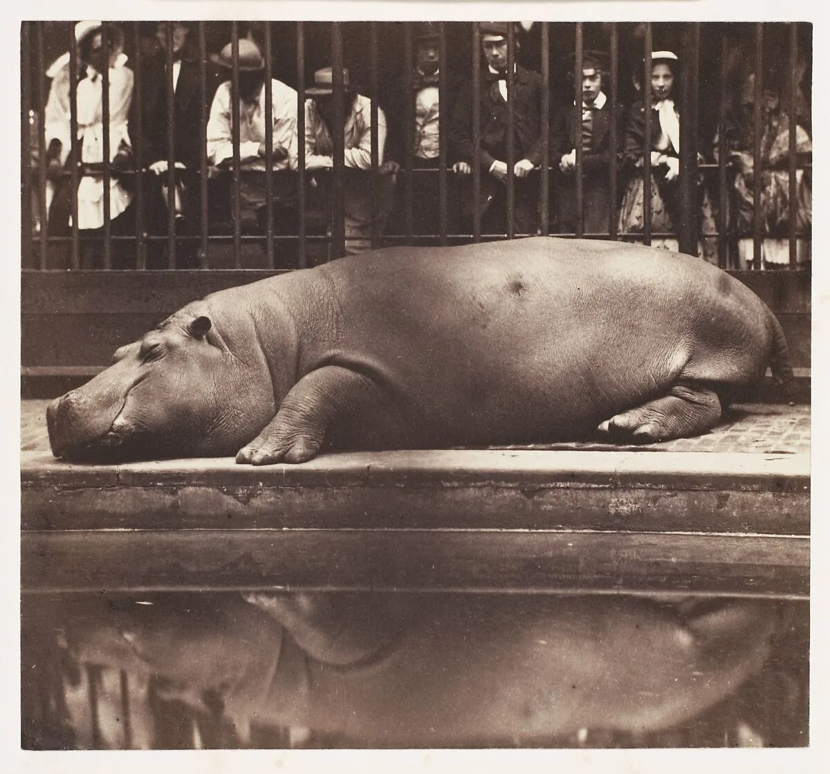 The Hippopotamus at the Zoological Gardens, Regent's Park — de Borbón, Juan