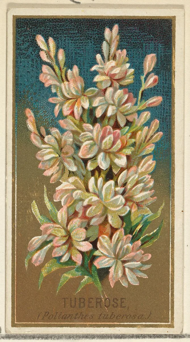 Tuberose (Pollanthes tuberosa), from the Flowers series for Old Judge Cigarettes — Goodwin & Company|George S. Harris & Sons