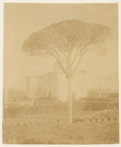 [Tree in Formal Garden Outside Palazzo]
