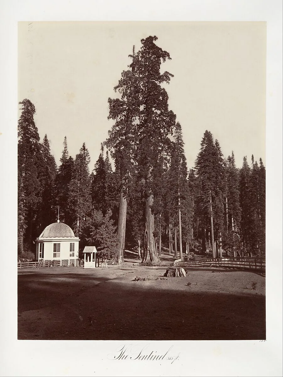 The Sentinel, 315 feet — Carleton E. Watkins