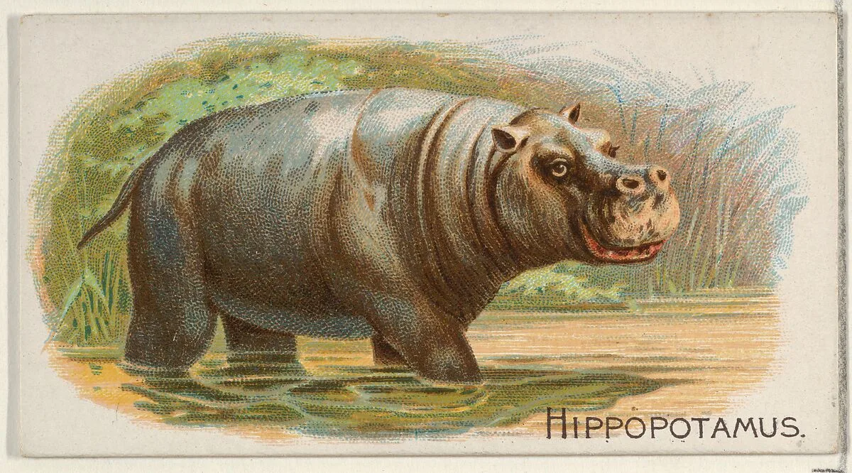 Hippopotamus, from the Quadrupeds series (N21) for Allen & Ginter Cigarettes — Allen & Ginter|Lindner, Eddy & Claus