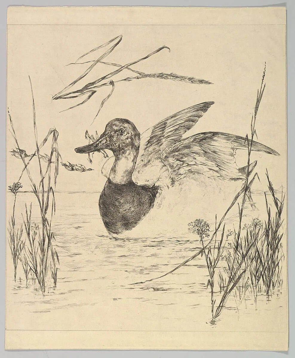 Duck — Félix Bracquemond