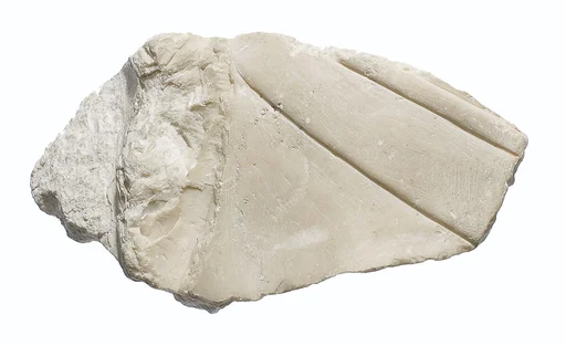 Left rear quadrant of a head of  Akhenaten or Nefertiti wearing an upright crown