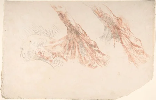 Ecorché: Two Studies of the Muscles of the Shoulder and of the Arm, Raised