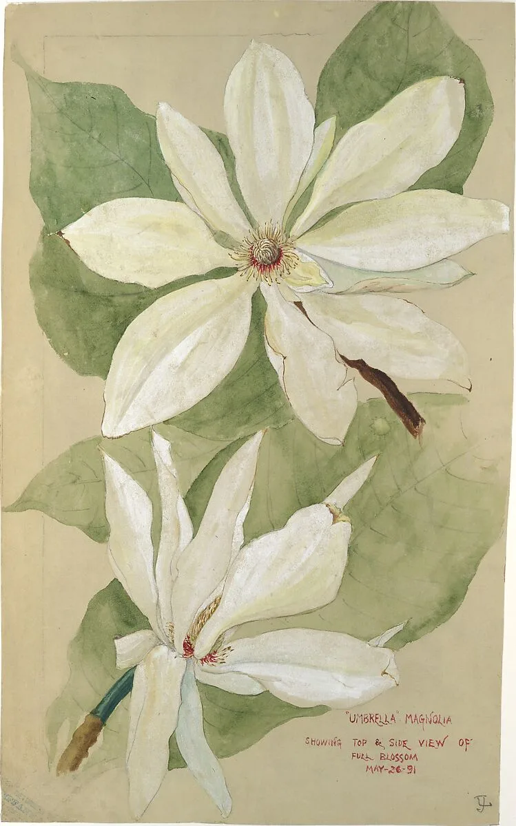 "Umbrella" Magnolia — Tiffany & Co.