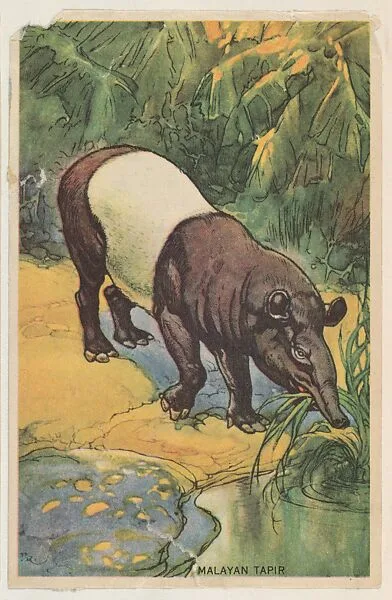Malayan Tapir, collector card from the Animal's Pictures series (D12), issued by Roulstons Bread — Roulstons Bread