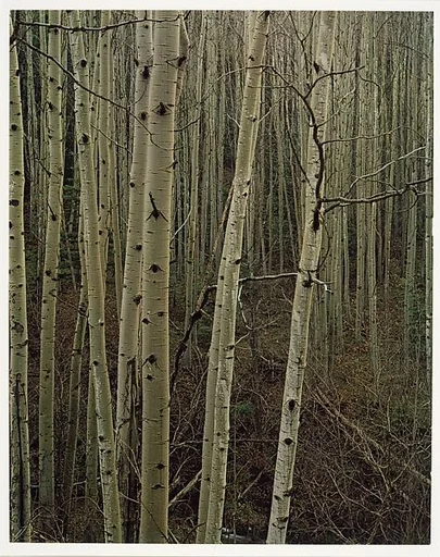 Aspens in Early Spring, New Mexico