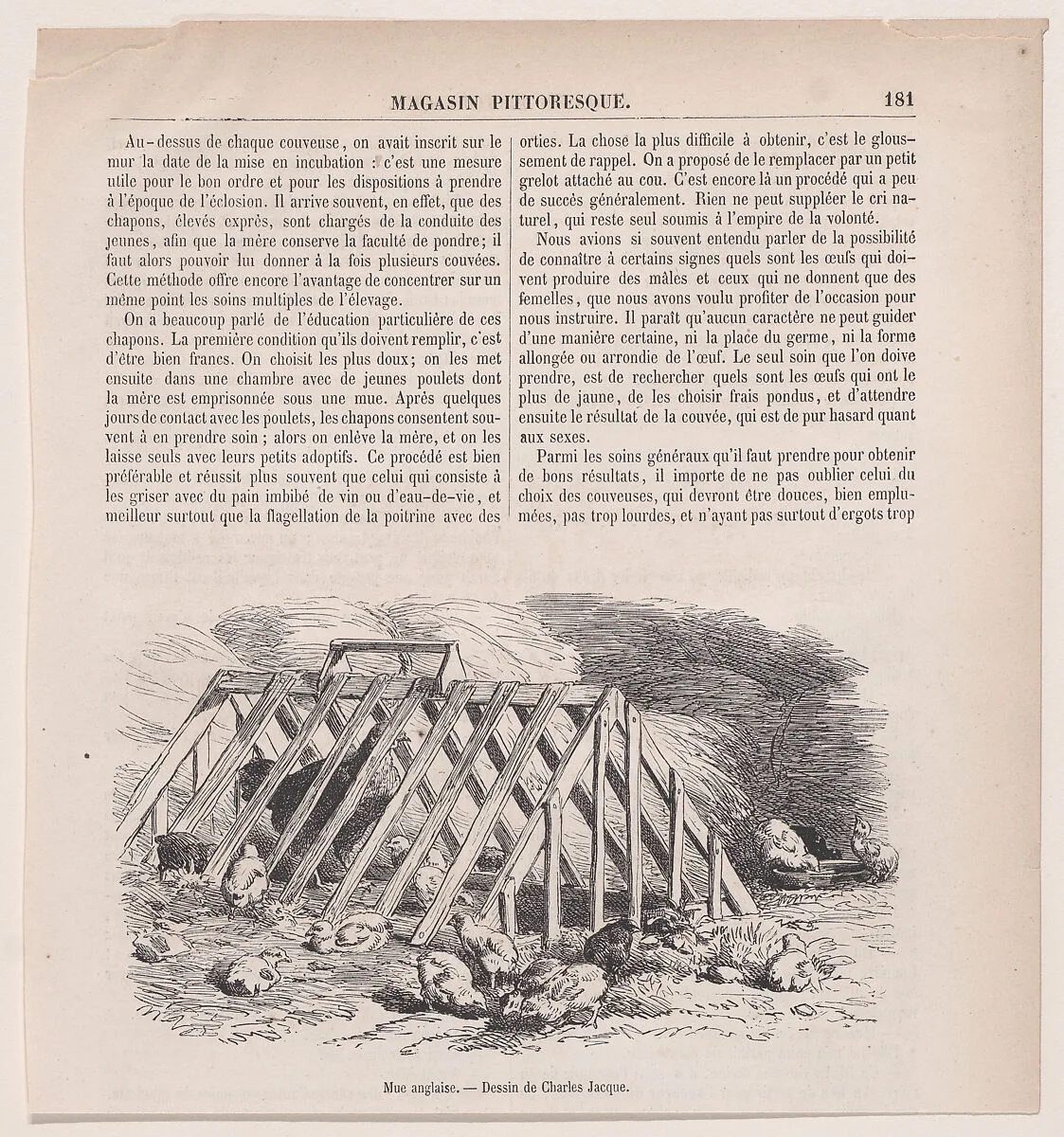 Mue anglaise; from Magasin Pittoresque — Charles Jacque