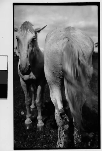 [Two Horses, Probably Canada]